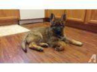 German Shepherd Dog Puppy for sale in SAINT HELENS, OR, USA