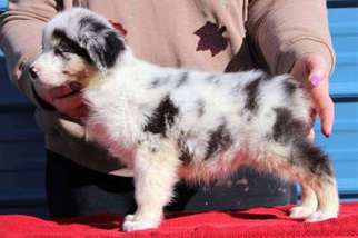 Australian Shepherd Puppy for sale in Rockford, IL, USA