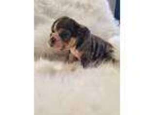 Bulldog Puppy for sale in Waldorf, MD, USA