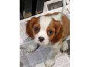Cavalier King Charles Spaniel Puppy for sale in Watertown, NY, USA