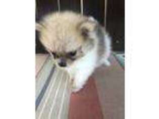 Pomeranian Puppy for sale in Hallettsville, TX, USA