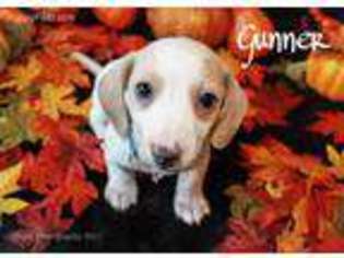 Dachshund Puppy for sale in South Bend, IN, USA