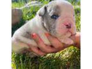 Bulldog Puppy for sale in Grantsville, UT, USA