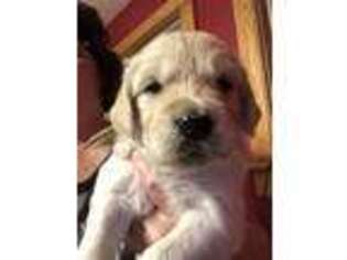 Golden Retriever Puppy for sale in Buskirk, NY, USA