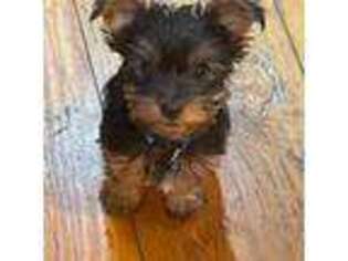 Yorkshire Terrier Puppy for sale in Granville, MA, USA