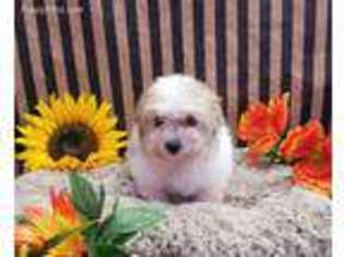 Maltese Puppy for sale in East Meadow, NY, USA