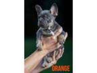 French Bulldog Puppy for sale in Portsmouth, OH, USA