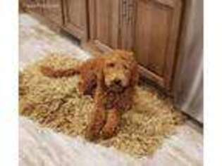 Goldendoodle Puppy for sale in Faucett, MO, USA