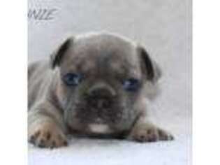 French Bulldog Puppy for sale in Hampton, VA, USA