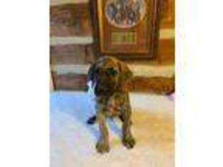 Great Dane Puppy for sale in Murfreesboro, TN, USA