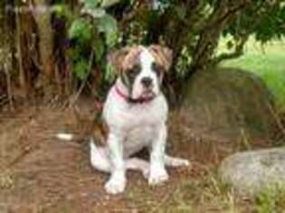 American Bulldog Puppy for sale in Rhinelander, WI, USA