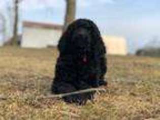 Mutt Puppy for sale in Middleburgh, NY, USA