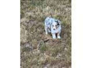 Miniature Australian Shepherd Puppy for sale in Moncks Corner, SC, USA