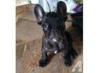 French Bulldog Puppy for sale in ISLAND LAKE, IL, USA