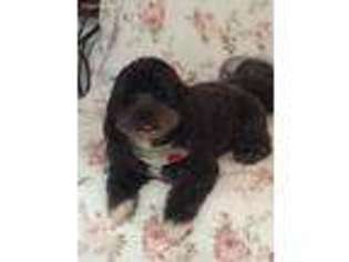 Havanese Puppy for sale in Russellville, AR, USA
