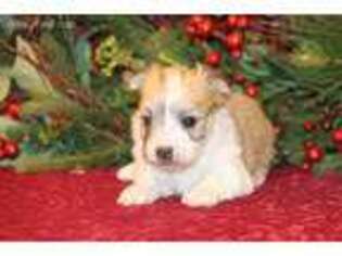 Havanese Puppy for sale in Canton, TX, USA