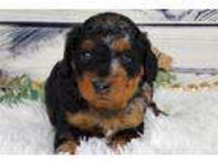 Mutt Puppy for sale in Lawton, OK, USA