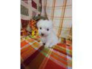 Maltese Puppy for sale in Defuniak Springs, FL, USA