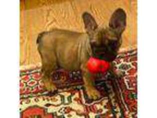 French Bulldog Puppy for sale in Brookline, MA, USA