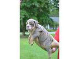 Bulldog Puppy for sale in Woodbine, GA, USA