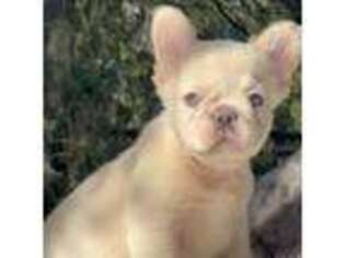French Bulldog Puppy for sale in Mount Airy, NC, USA