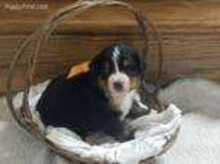 Bernese Mountain Dog Puppy for sale in Wellman, IA, USA