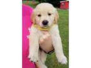 Golden Retriever Puppy for sale in Bushnell, FL, USA