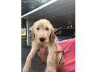 Goldendoodle Puppy for sale in Wills Point, TX, USA