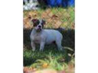 American Bulldog Puppy for sale in Berea, KY, USA