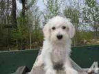Schnoodle (Standard) Puppy for sale in DERRY, NH, USA