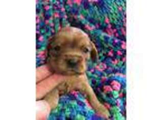 Cavalier King Charles Spaniel Puppy for sale in Avon, IN, USA