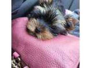 Yorkshire Terrier Puppy for sale in Raleigh, NC, USA