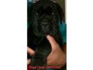 Cane Corso Puppy for sale in Gibsonia, PA, USA