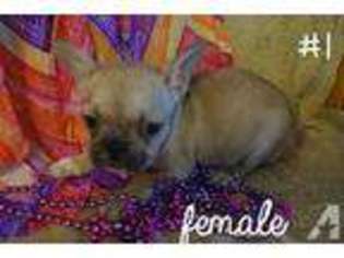 French Bulldog Puppy for sale in WOODBINE, MD, USA