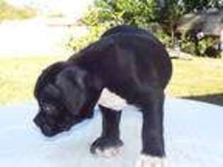 Mutt Puppy for sale in Pensacola, FL, USA