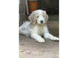 Goldendoodle Puppy for sale in Salem, MA, USA