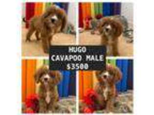 Cavapoo Puppy for sale in Visalia, CA, USA