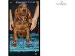 Redbone Coonhound Puppy for sale in Texarkana, AR, USA