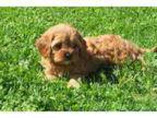 Cavapoo Puppy for sale in Stevens, PA, USA