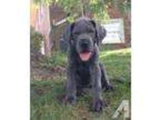Great Dane Puppy for sale in GEORGETOWN, KY, USA