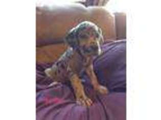 Great Dane Puppy for sale in Talladega, AL, USA