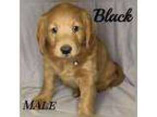 Labradoodle Puppy for sale in Bountiful, UT, USA