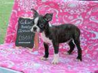 Boston Terrier Puppy for sale in Sasakwa, OK, USA