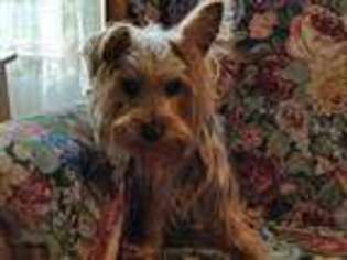 Yorkshire Terrier Puppy for sale in Buckley, WA, USA