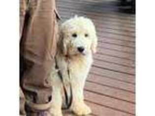 Goldendoodle Puppy for sale in Easton, IL, USA