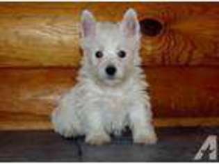 West Highland White Terrier Puppy for sale in JUNEAU, PA, USA