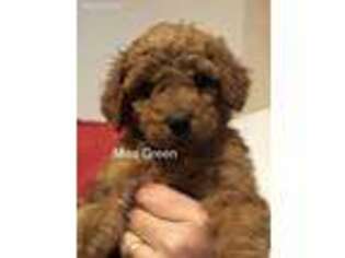 Goldendoodle Puppy for sale in Williamston, MI, USA