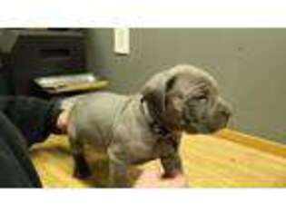 Cane Corso Puppy for sale in Weatherford, TX, USA