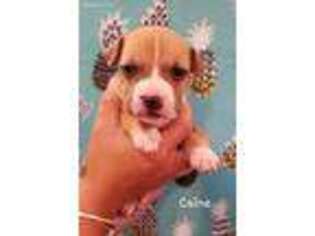 American Staffordshire Terrier Puppy for sale in Ware, MA, USA