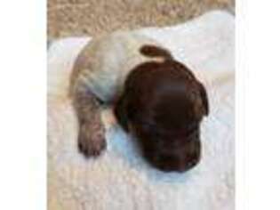 German Shorthaired Pointer Puppy for sale in Missoula, MT, USA